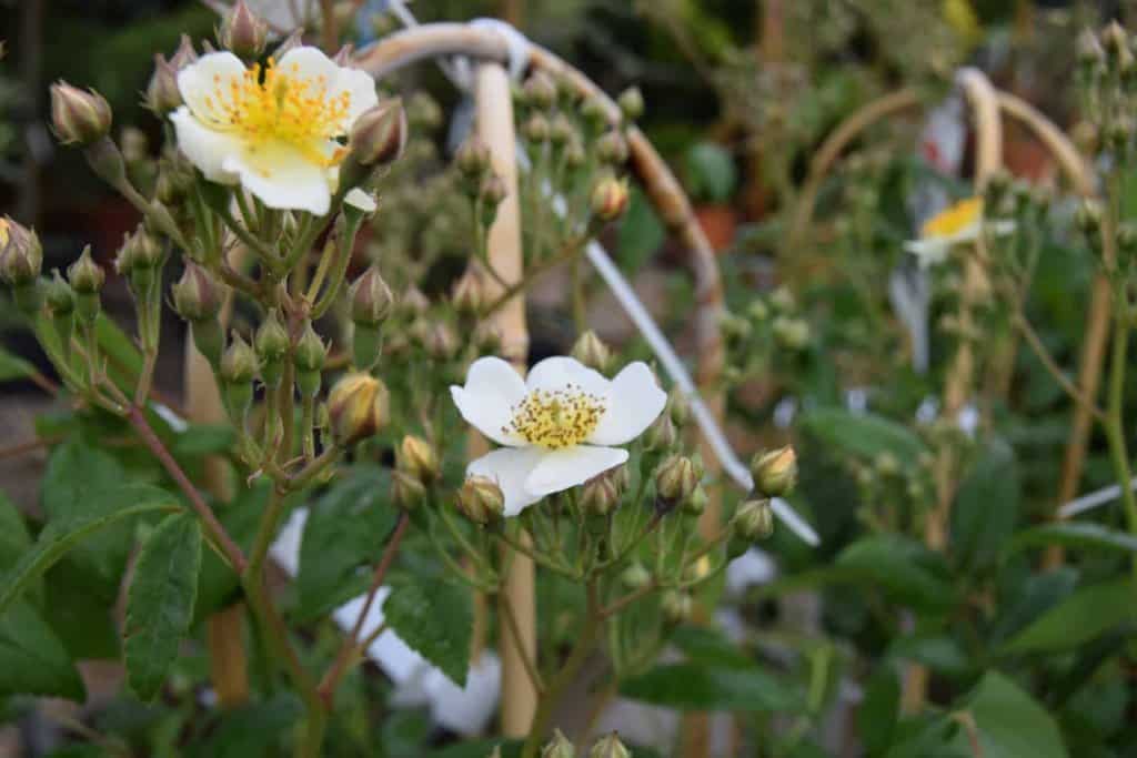 Rosa 'Rambling Rector' (Ramb - white) 80-100 cm